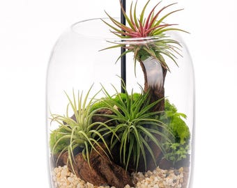 May include: A glass terrarium with a black metal stand and a small light. Inside, there are air plants, moss, small rocks, and wood pieces. The air plants have green and red leaves. The terrarium sits on a wooden base.