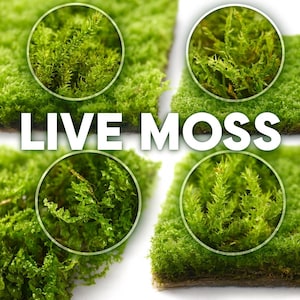 May include: Close-up of vibrant green live moss, with four circular insets highlighting the texture. The text "LIVE MOSS" is prominently displayed in white, indicating the product's nature. The moss appears lush and healthy, ideal for terrariums or decorative purposes.