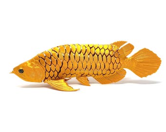 Giant Arowana 3d Print Flexi Fish