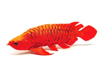 XL Arowana 3d Print Flexi Fish