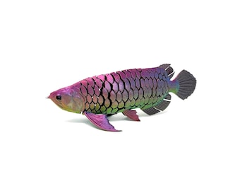 Poisson flexible imprimé 3D arc-en-ciel Arowana
