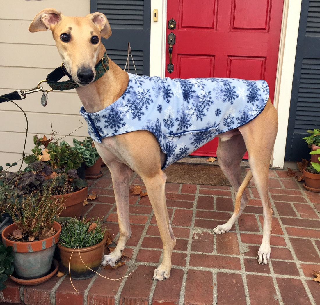 Greyhound Coat XL Dog Coat XL Dog Jacket Baby Blue Etsy