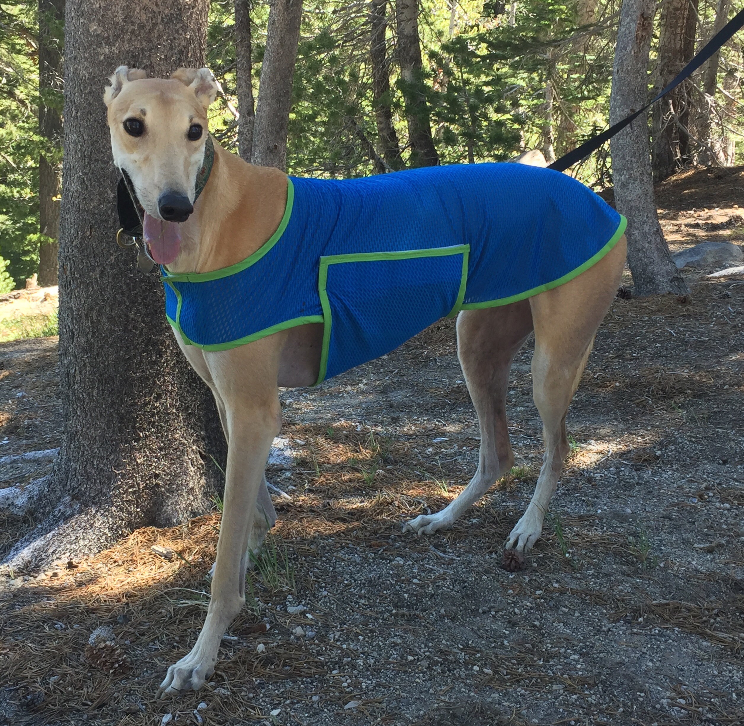 Greyhound Coat XL Jacket Dog Jacket White Athletic Mesh Etsy
