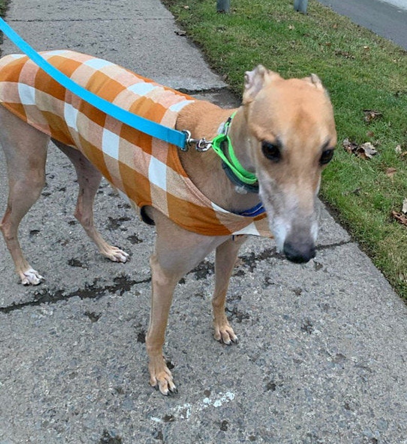 Greyhound Coat XL Dog Jacket Big Dog Coat Pumpkin Gold Etsy