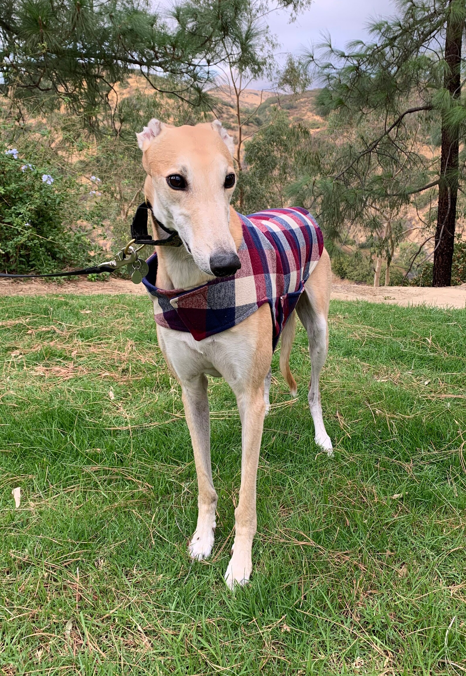 Greyhound Coat Greyhound Jacket XL Dog Coat Cranberry Etsy