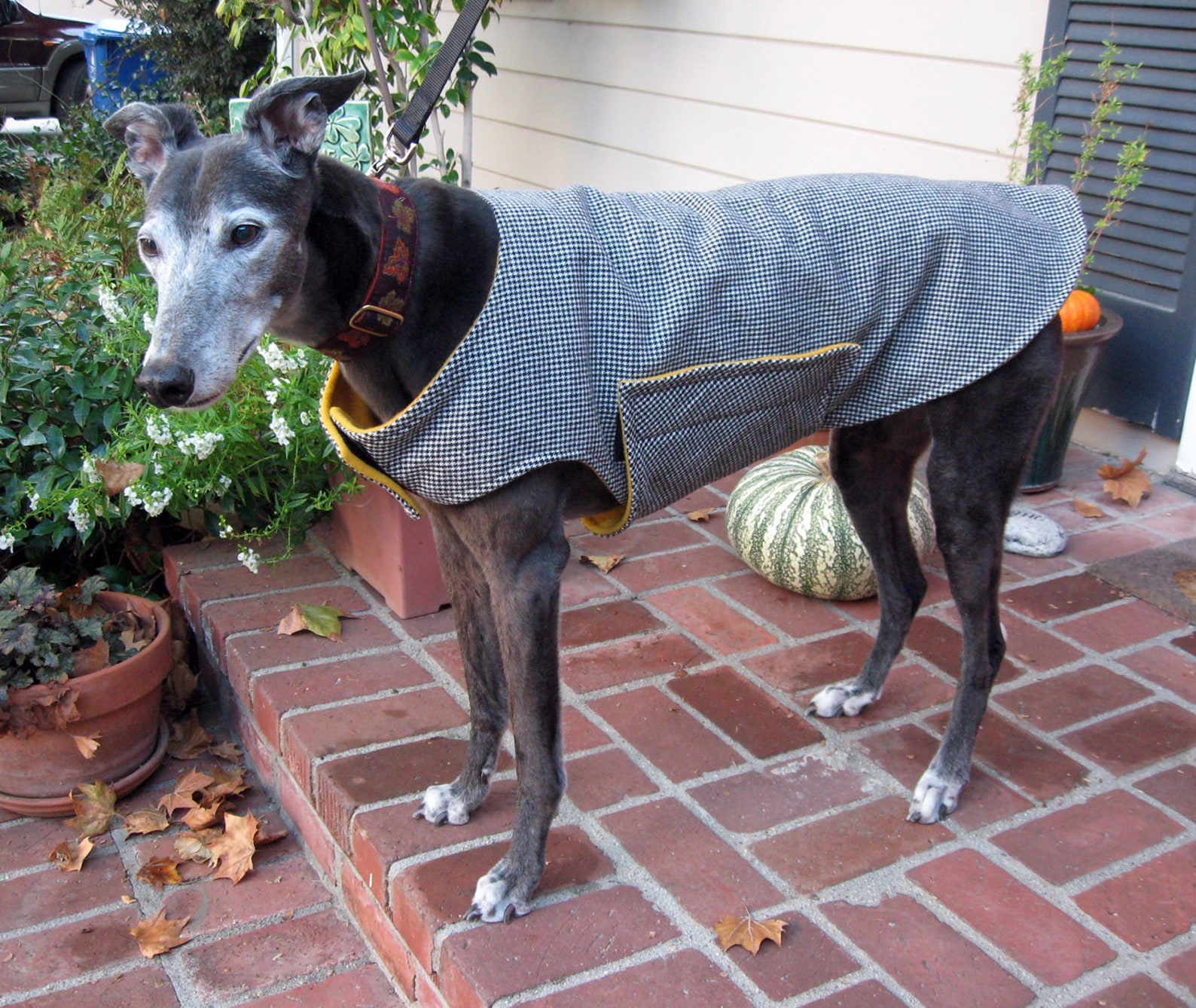 Greyhound Jacket Dog Coat XL Dog Jacket Black & White Etsy