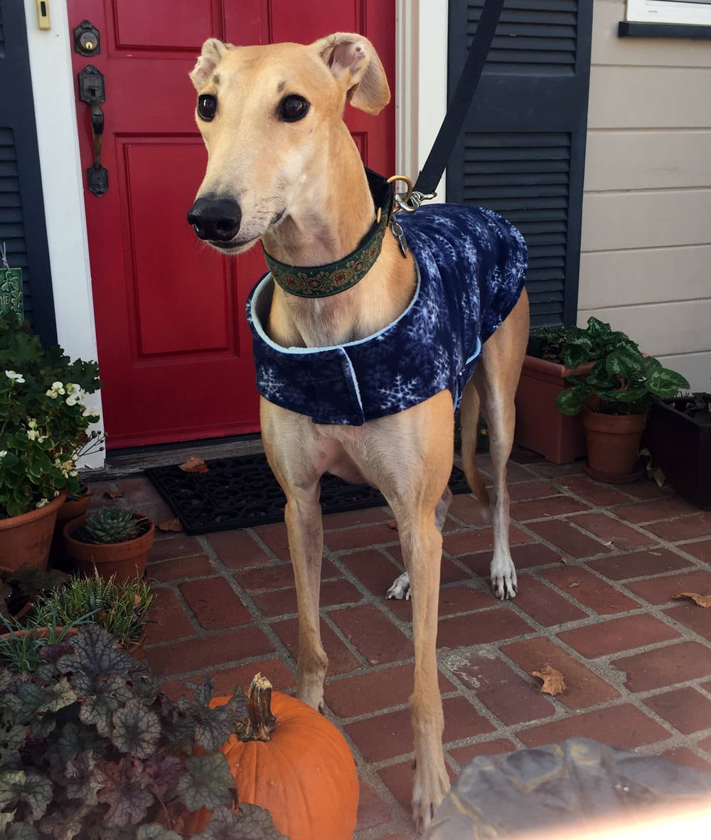 Greyhound Coat Extra Large Dog Coat Big Dog Jacket Navy Etsy