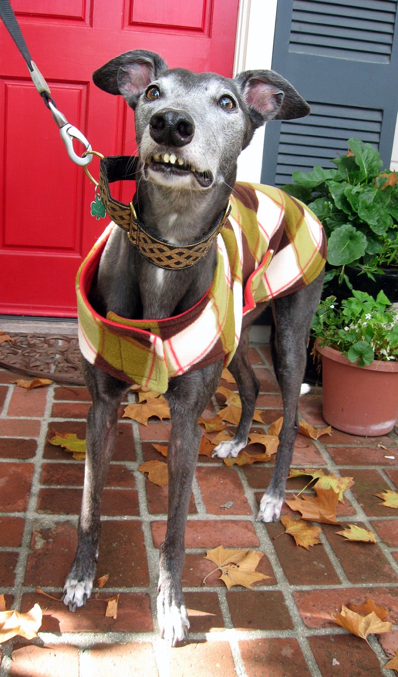 Greyhound Coat XL Dog Jacket Big Dog Coat Red Green Etsy