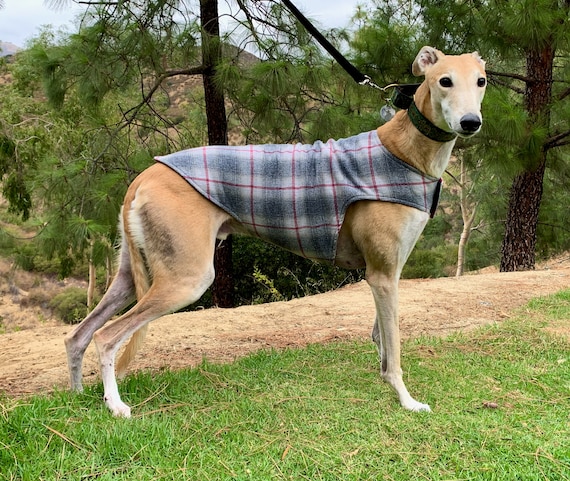 Greyhound Jacket Greyhound Jacket