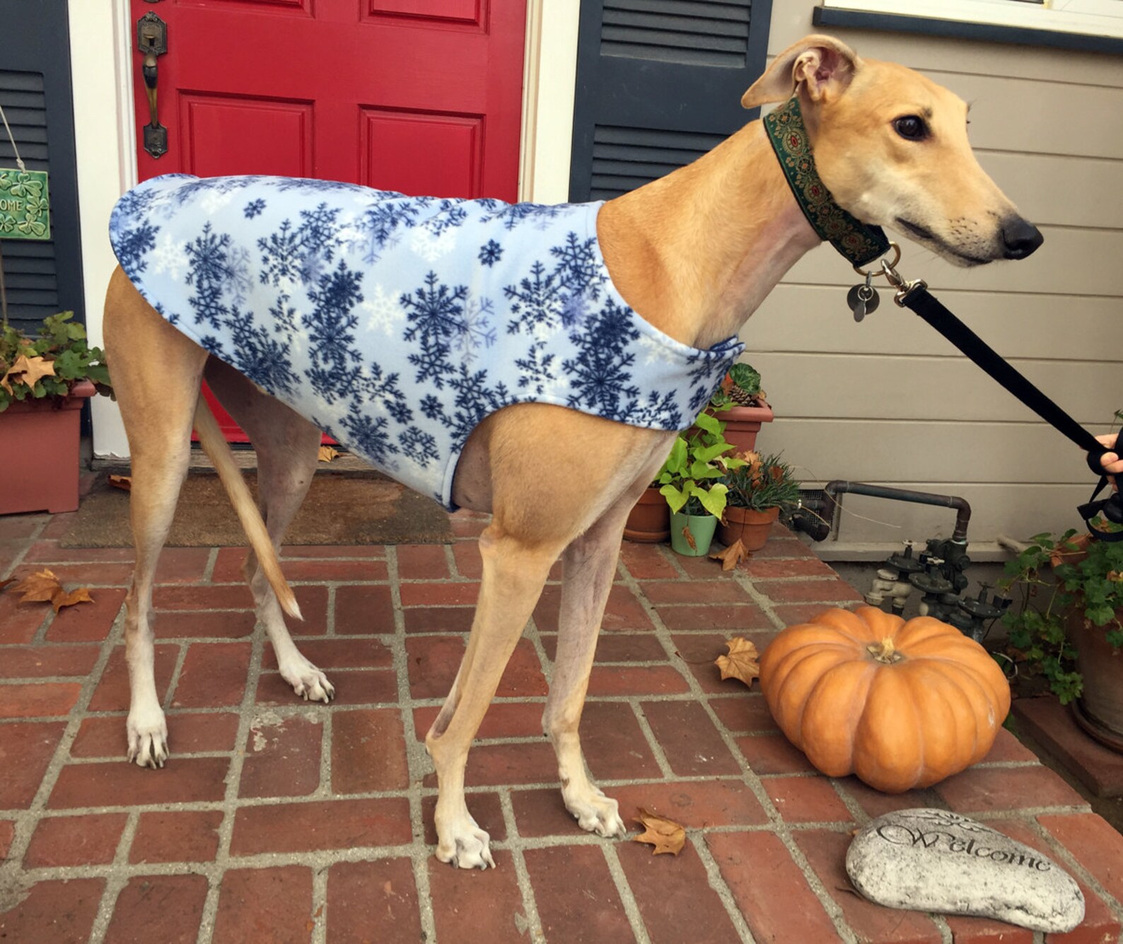 Greyhound Coat XL Dog Coat XL Dog Jacket Baby Blue Etsy