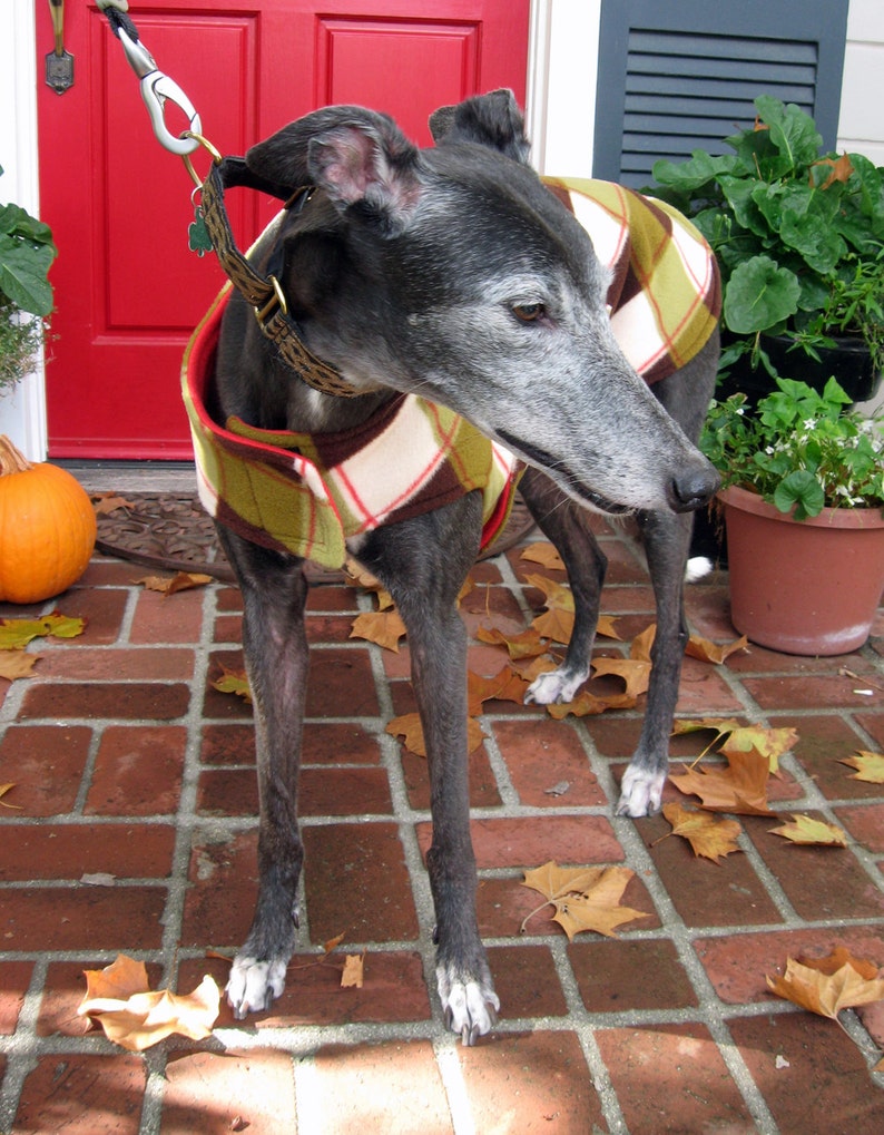 Greyhound Coat XL Dog Jacket Big Dog Coat Red Green Etsy