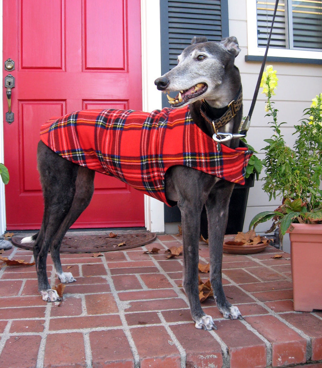 Greyhound Coat XL Dog Jacket Dog Coat Red, Blue, Black, Yellow, and