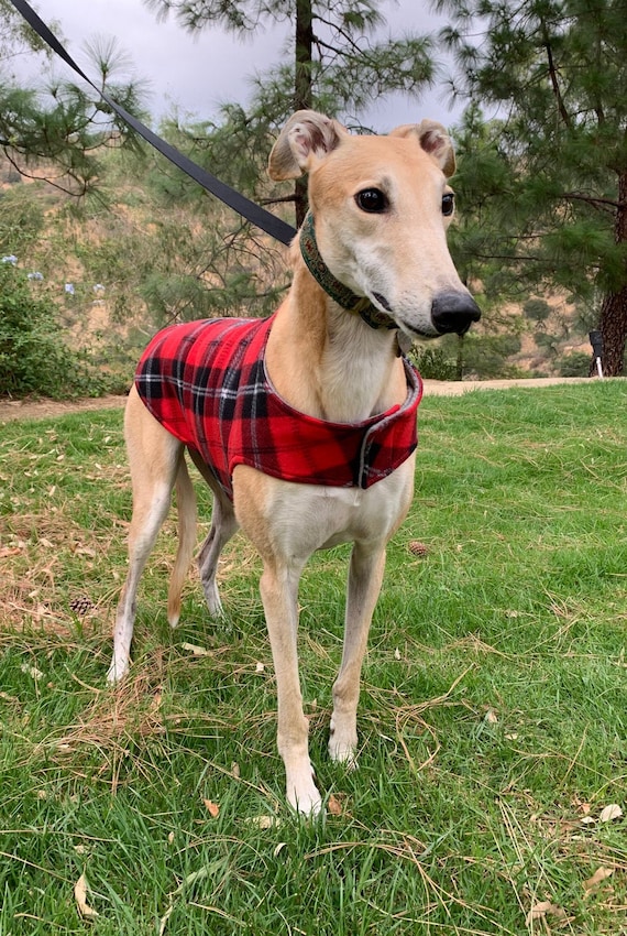 Big dog coat online