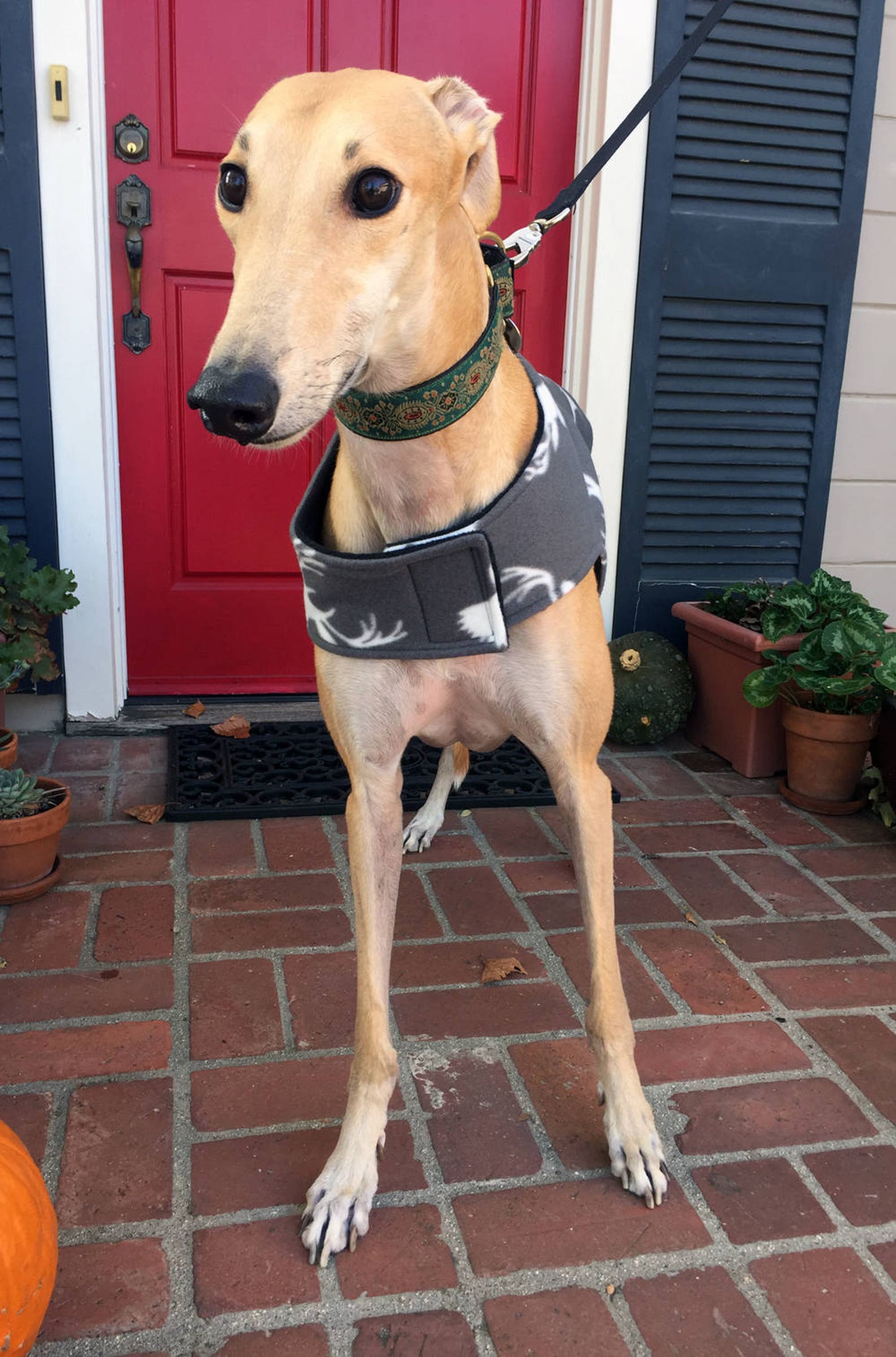 Greyhound Coat XL Dog Jacket Big Dog Coat White Deer Etsy