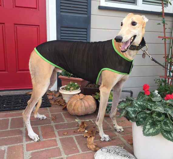 greyhound sun coat
