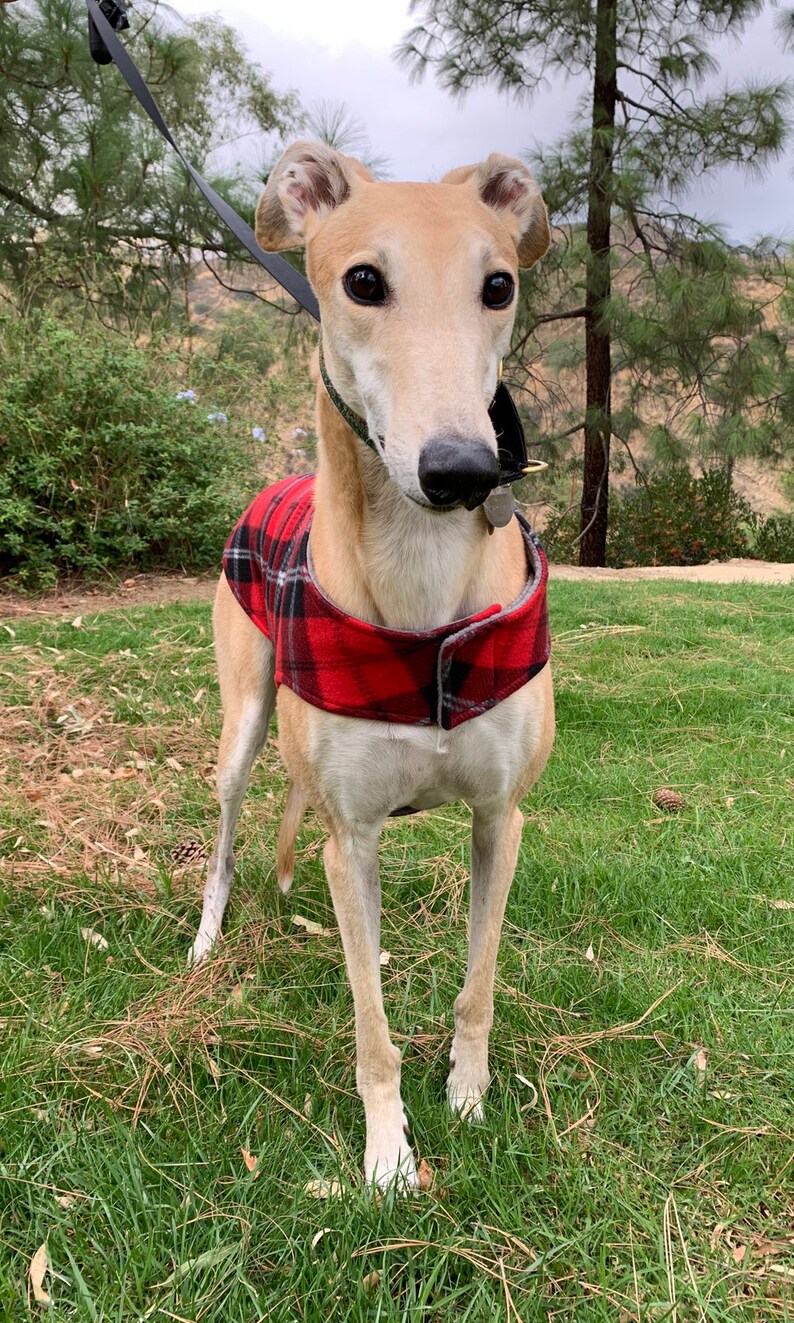 Greyhound Coat XL Dog Jacket Big Dog Coat Red Black Etsy