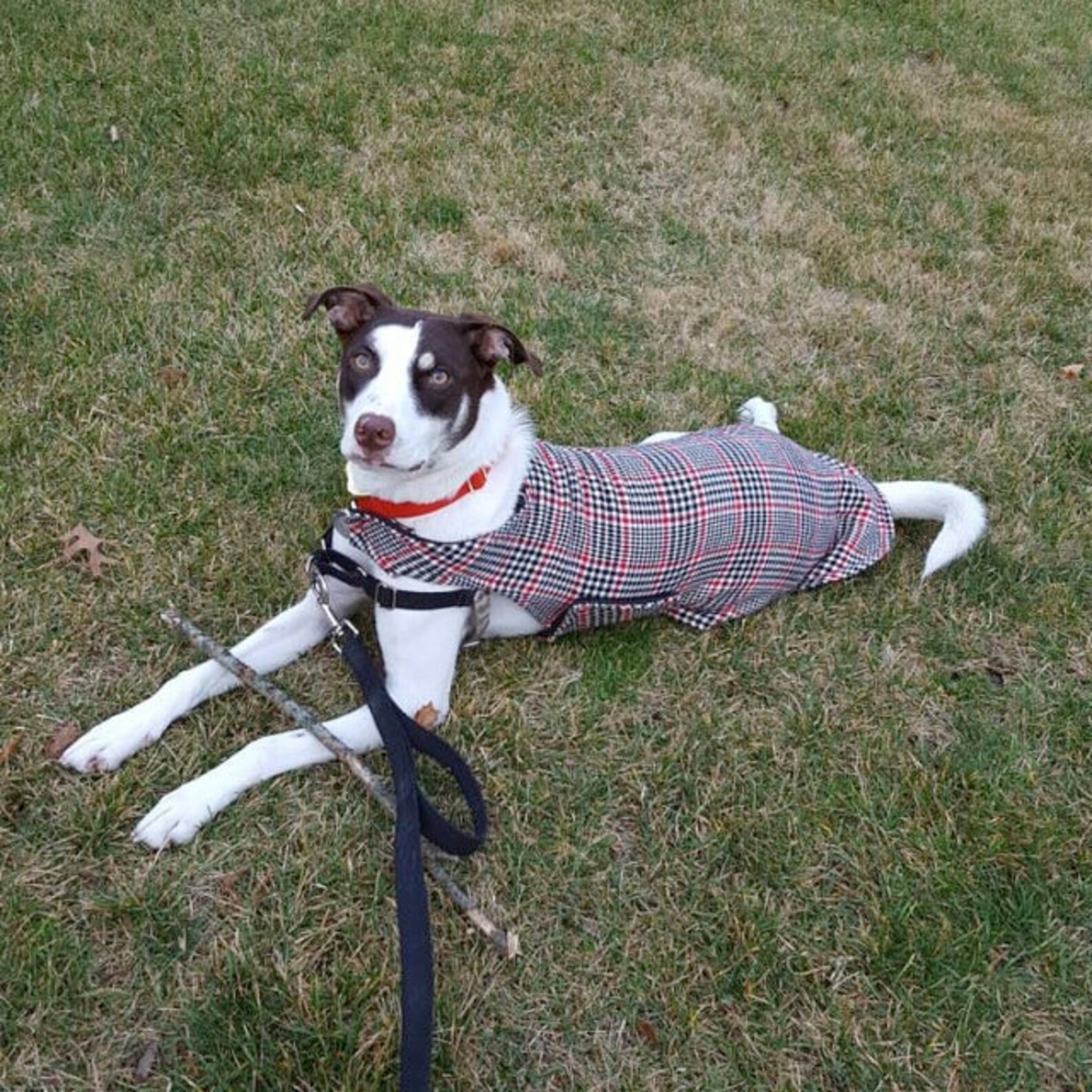 Custom Flannel Greyhound Coat Bespoke Greyhound Coat Dog Etsy