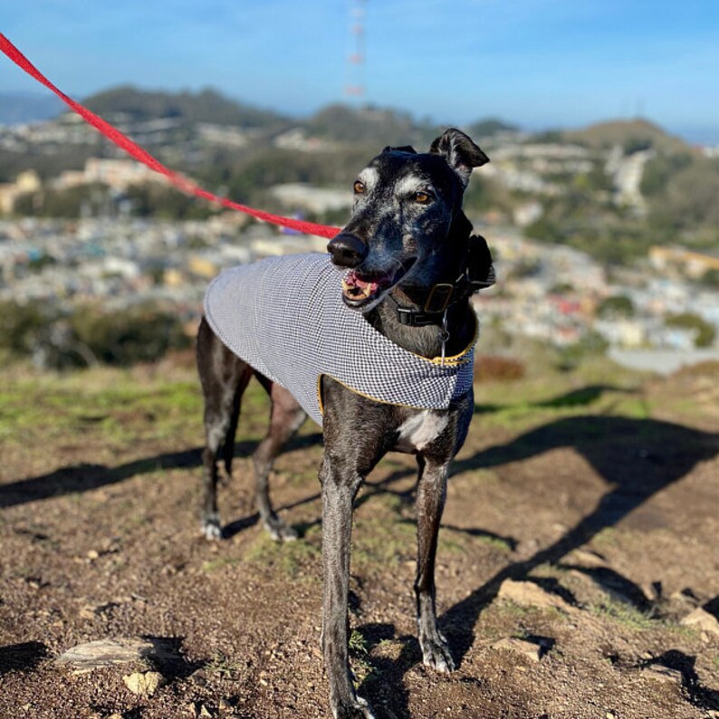 Greyhound Jacket Dog Coat XL Dog Jacket Black & White Etsy