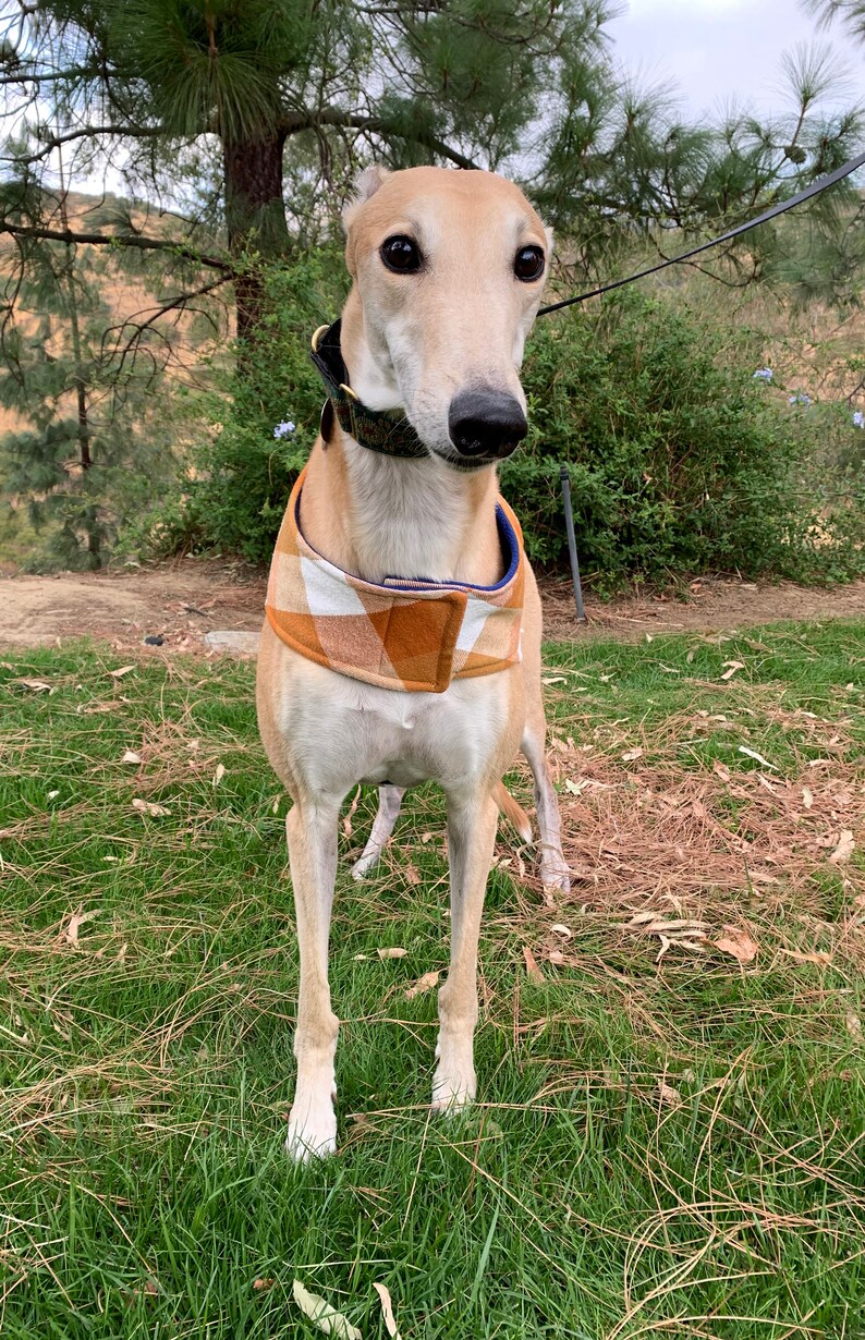 Greyhound Coat XL Dog Jacket Big Dog Coat Pumpkin Gold Etsy