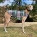 see more listings in the Greyhound Coats/XL Coats section