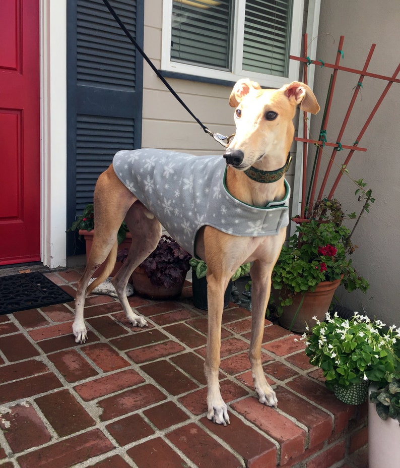 Greyhound Coat Extra Large Dog Coat Dog Jacket Dove Etsy