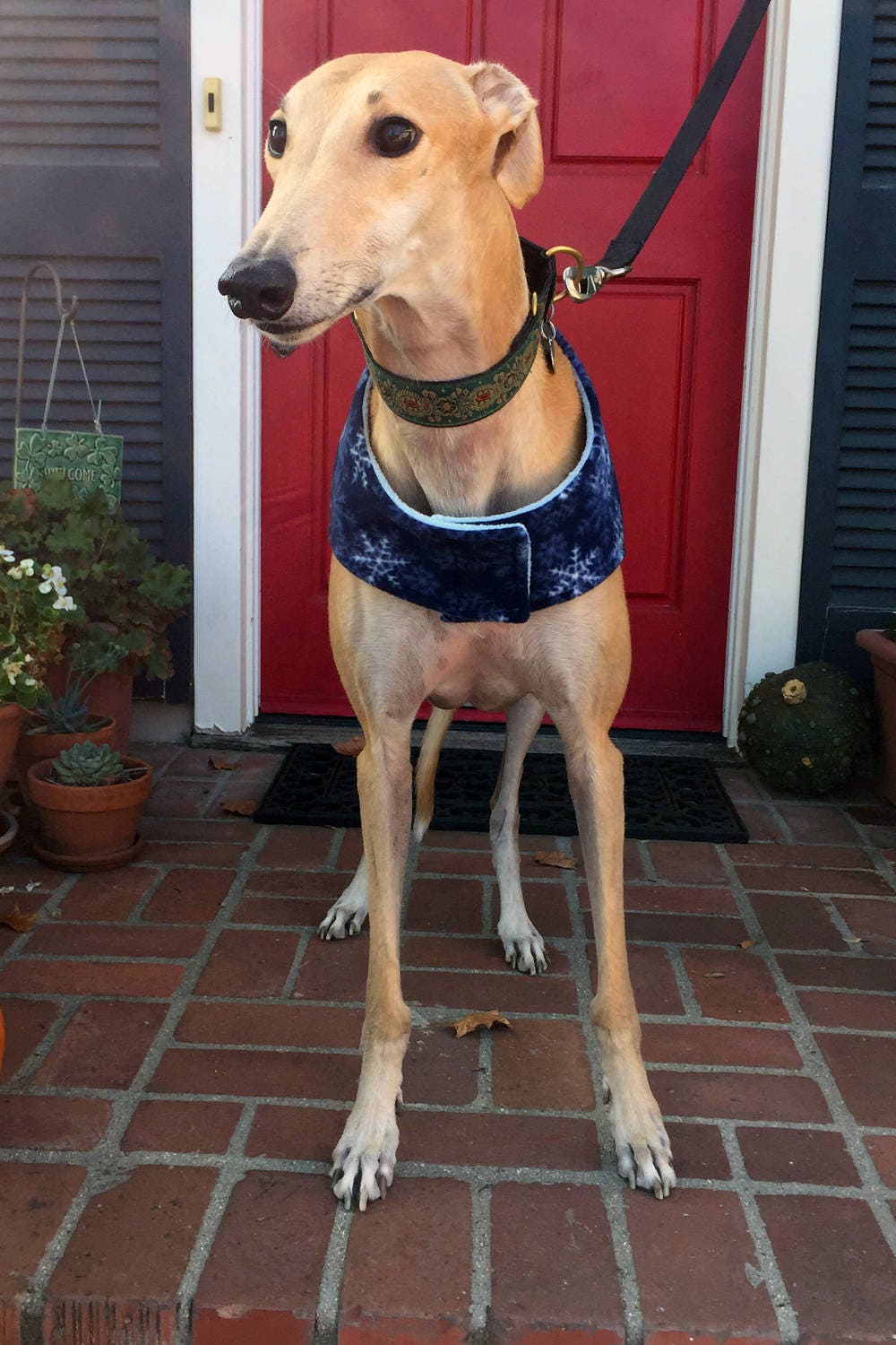 Greyhound Coat Extra Large Dog Coat Big Dog Jacket Navy Etsy