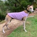 see more listings in the Greyhound Coats/XL Coats section
