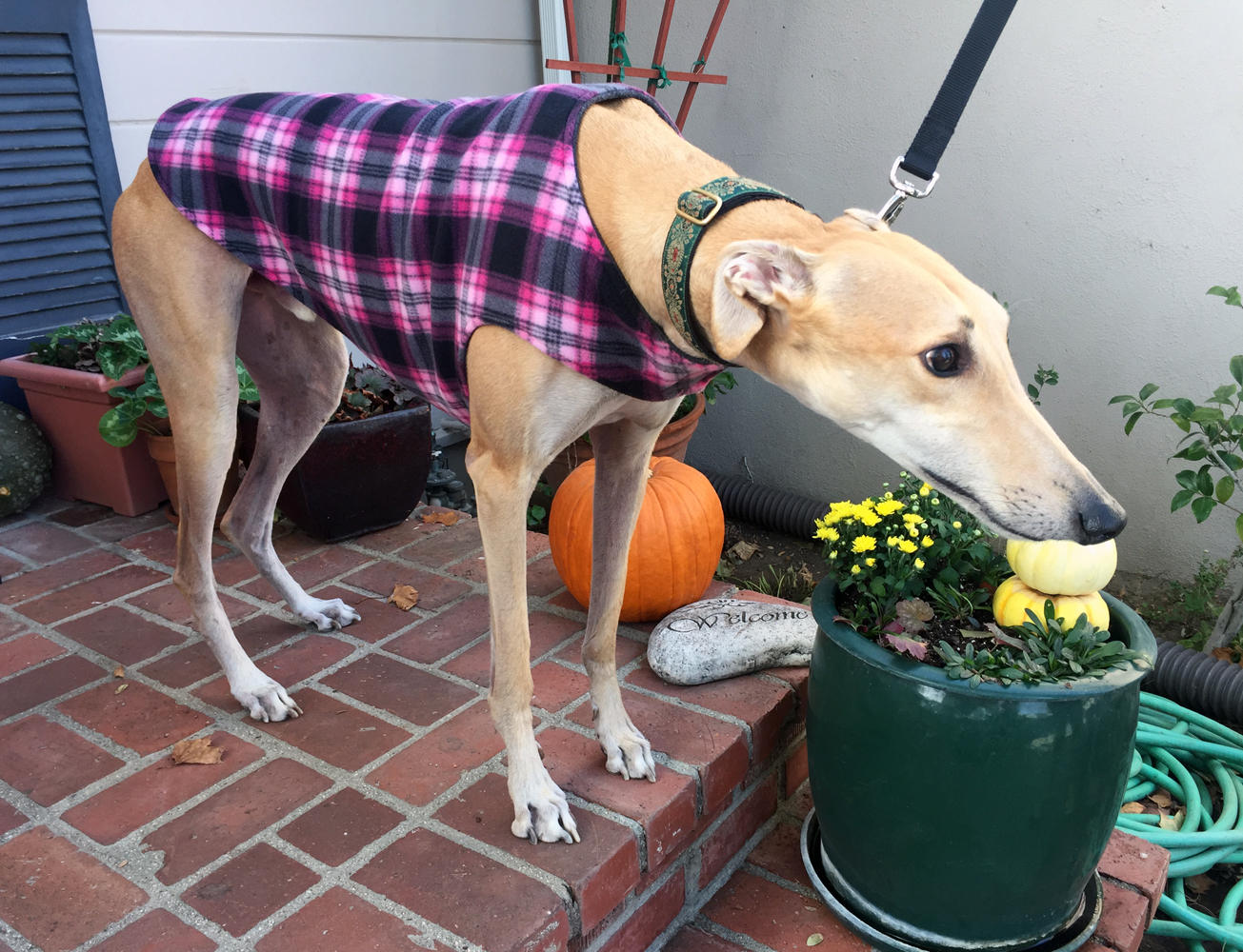 Greyhound Coat XL Dog Jacket Big Dog Coat Hot Pink Etsy