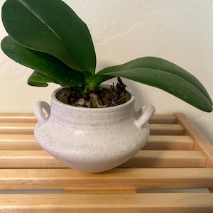 May include: A small, speckled white ceramic pot with two handles, holding a green plant with large, oval leaves. The pot sits on a light-colored wooden shelf, creating a natural and minimalist aesthetic.