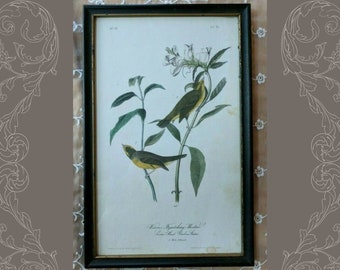 Audubon Wilson's Flycatching-Warbler No. 15 OCTAVO EDITION Birds of America