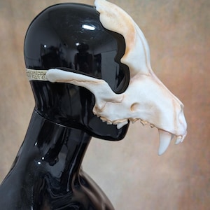 May include: A bone-colored, animal skull mask with visible teeth and a detailed design. The mask is worn on a black mannequin head, with a decorative band around the back. The mask has a realistic, textured appearance.