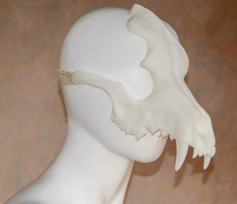 May include: A white, sculpted mask in the shape of a canine skull. The mask features detailed teeth and a textured surface. A thin, decorative band secures the mask to the head. The mask is displayed on a white mannequin head.