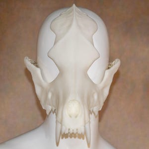 May include: A white, detailed skull mask, possibly a costume piece, is displayed on a mannequin head. The mask features prominent canine teeth and intricate bone structure, suggesting a realistic design. The mask is made of a solid, opaque material.