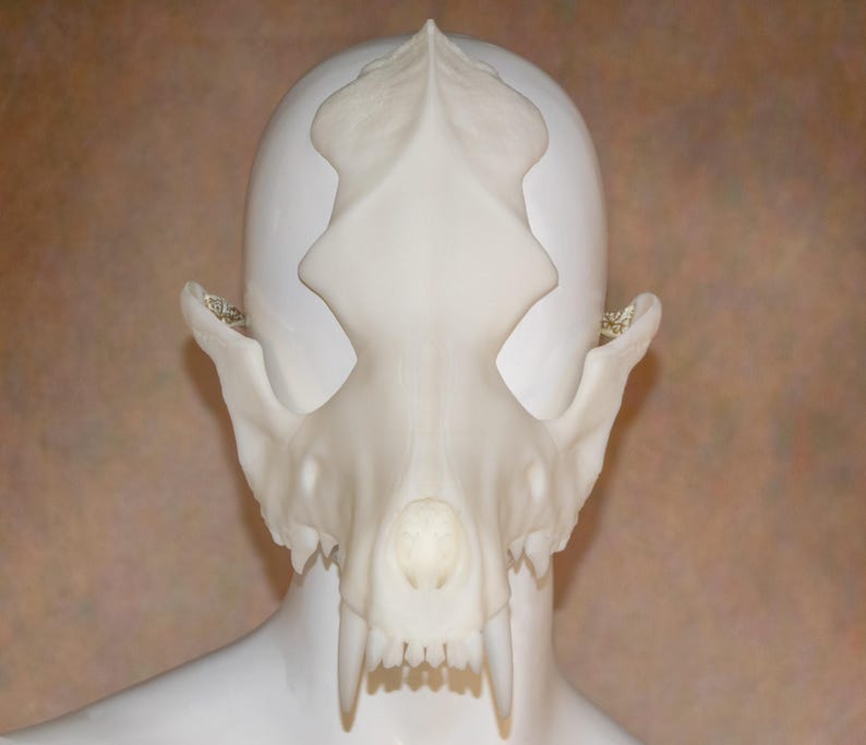 May include: A white, detailed skull mask, possibly a costume piece, is displayed on a mannequin head. The mask features prominent canine teeth and intricate bone structure, suggesting a realistic design. The mask is made of a solid, opaque material.