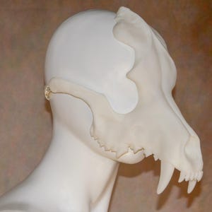 May include: A cream-colored, detailed replica of a canine skull, displayed on a white mannequin head. The skull features prominent teeth and intricate bone structure, showcasing a realistic and anatomical design. The background is a neutral, warm tone.