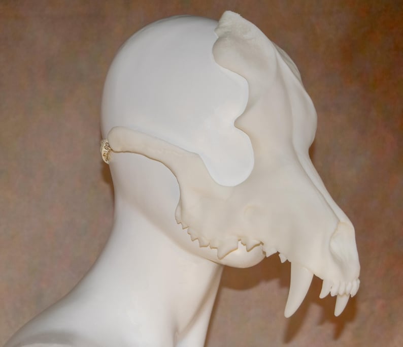 May include: A cream-colored, detailed replica of a canine skull, displayed on a white mannequin head. The skull features prominent teeth and intricate bone structure, showcasing a realistic and anatomical design. The background is a neutral, warm tone.