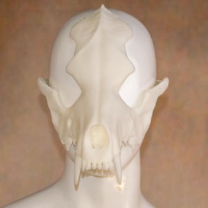 May include: A white cat skull mask with prominent fangs and detailed bone structure. The mask is designed to fit over the face, with eye sockets and a nose cavity. The mask is displayed on a white mannequin head.