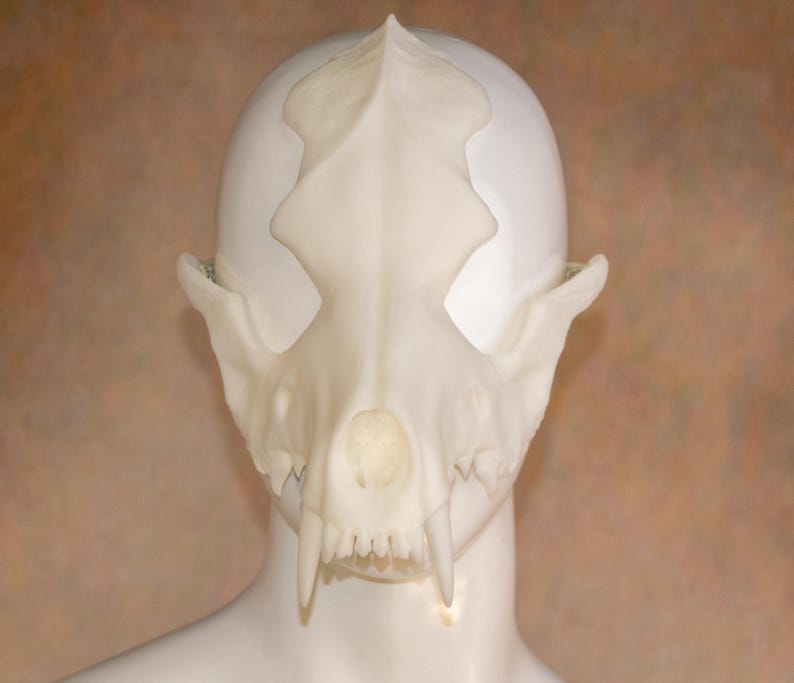 May include: A white cat skull mask with prominent fangs and detailed bone structure. The mask is designed to fit over the face, with eye sockets and a nose cavity. The mask is displayed on a white mannequin head.