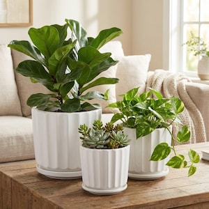 3-Piece White Ceramic Planter Pot Set with Fluted Design & Saucers