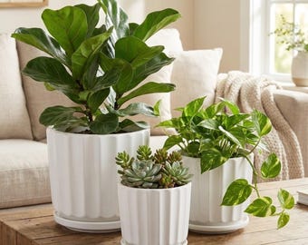 3-Piece White Ceramic Planter Pot Set with Fluted Design & Saucers