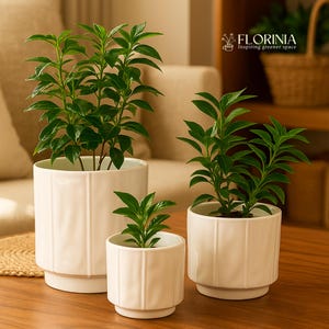 May include: Three white ceramic planters with green plants. The planters have a ribbed design and are of varying sizes. The plants have vibrant green leaves. The logo "FLORINIA Inspiring greener space" is in the upper right corner.