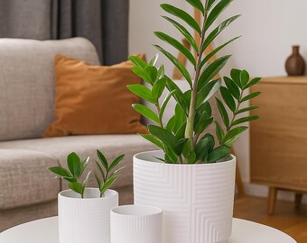 May include: Three white ceramic planters of varying sizes, each holding a green ZZ plant. The planters have a textured geometric design and sit on a white table. The background includes a sofa with an orange pillow and wooden furniture.
