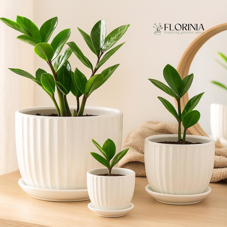 May include: Three white ceramic planters of varying sizes, each holding a green plant. The planters have a ribbed design and sit on matching saucers. The plants have vibrant green leaves, creating a fresh, natural aesthetic.