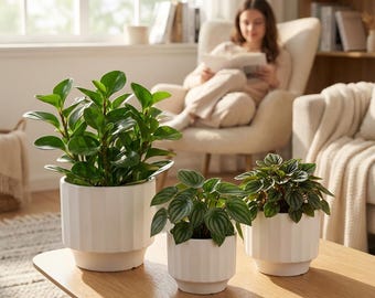 May include: Three potted green plants on a wooden table. The plants are in white, ribbed ceramic pots. The largest plant has broad, oval leaves. The other two plants have smaller, textured leaves. A person is blurred in the background.