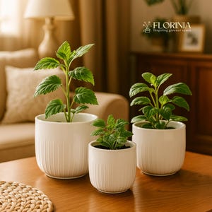 May include: Three white ceramic planters with green plants on a wooden table. The planters are different sizes and have vertical ribbed detailing. The plants have vibrant green leaves. The background includes a sofa, lamp, and a cabinet.