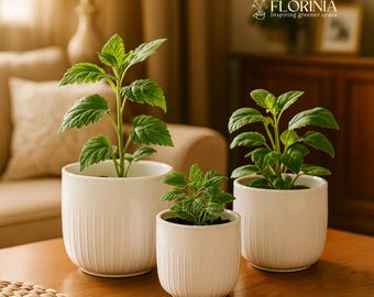 May include: Three white ceramic planters with green plants on a wooden table. The planters are different sizes and have vertical ribbed detailing. The plants have vibrant green leaves. The background includes a sofa, lamp, and a cabinet.
