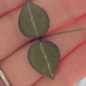 May include: Close-up of two dark green, heart-shaped leaves connected by a thin stem. Each leaf has a prominent, light-colored vein running down the center. The leaves are smooth and have a slightly glossy appearance.