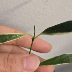 May include: A close-up of a Hoya plant cutting with three green leaves. The leaves have a creamy white border and water droplets. The stem is a dark green color. The plant is held in a hand.