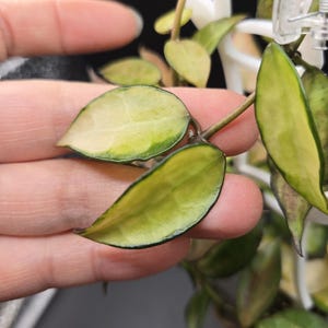May include: Close-up of a Hoya plant with variegated leaves. The leaves are oval-shaped, with a creamy white center and green edges. The plant is held by a hand, with a white support structure visible in the background. The leaves have a waxy texture.
