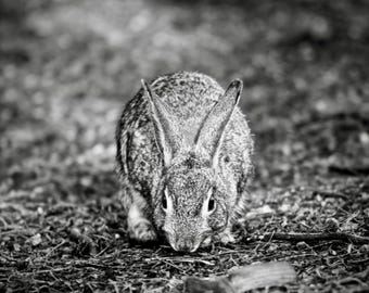 Konijnenprint | Zwart-wit konijnfotografie | Kunst aan de muur met wilde dieren